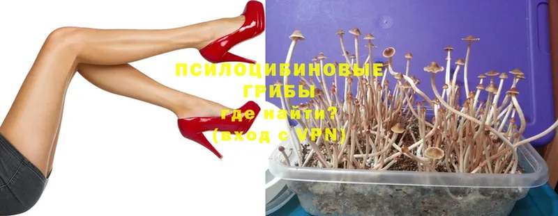 Галлюциногенные грибы Psilocybe Заречный