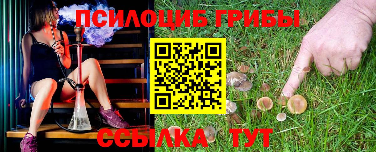 Заречный  Галлюциногенные грибы Cubensis  Вход с VPN 